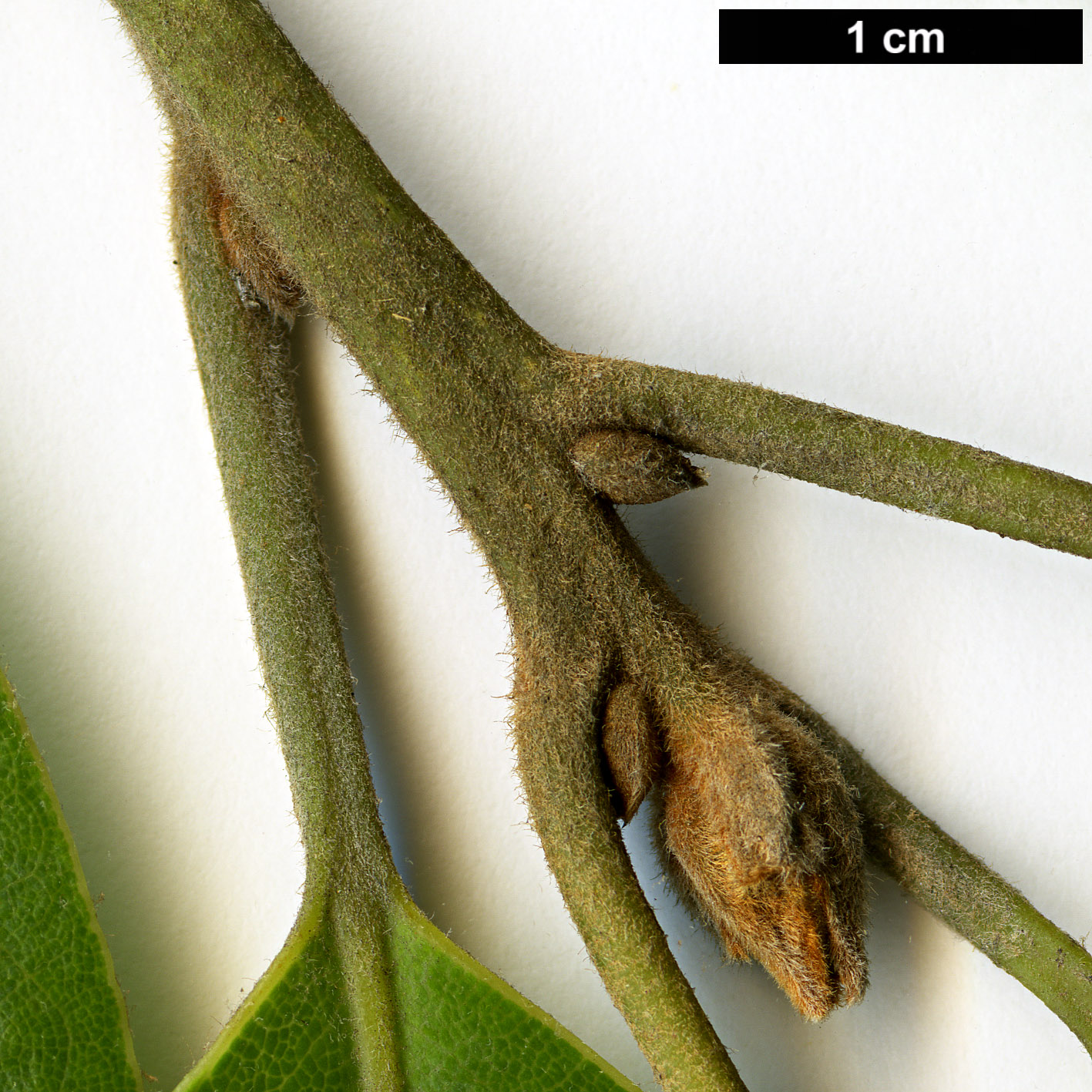 High resolution image: Family: Lauraceae - Genus: Laurus - Taxon: novocanariensis